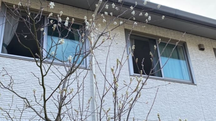 4月の庭。。。その1