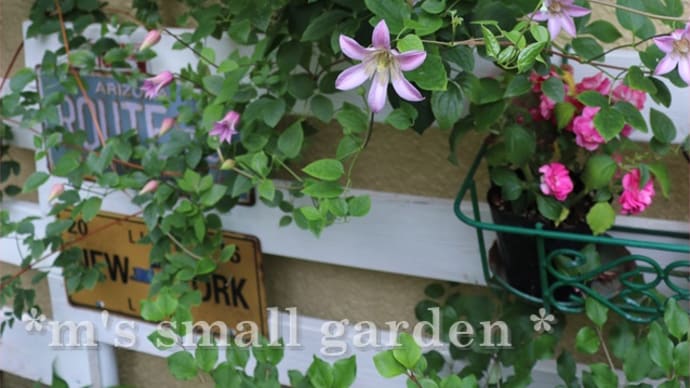 半日陰の庭のクレマチスたちと草花*