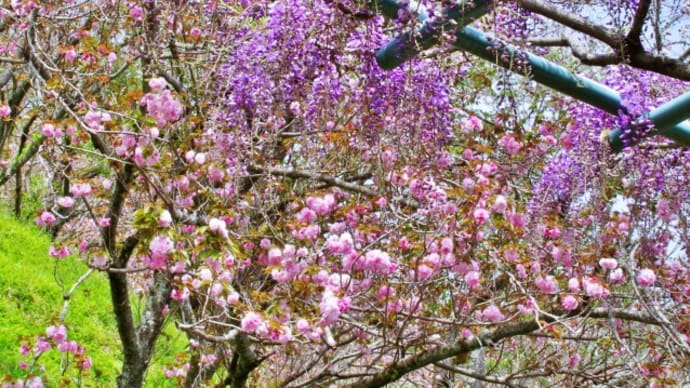 蓮華寺池公園の桜と藤