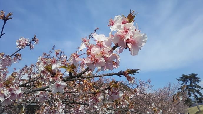 思い出フォト 84 2017年 2月 静岡 美和 桜