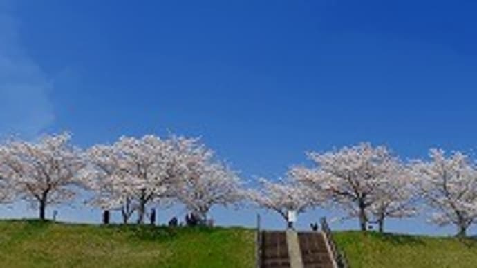 2022年 桜便り その1