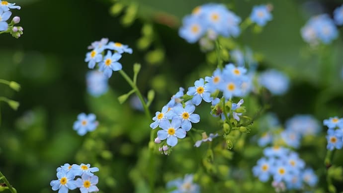 ★興龍寺の花いろいろ(その2) 2019