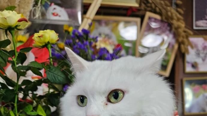ミコは元気すぎる