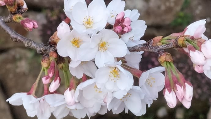 桜で一句