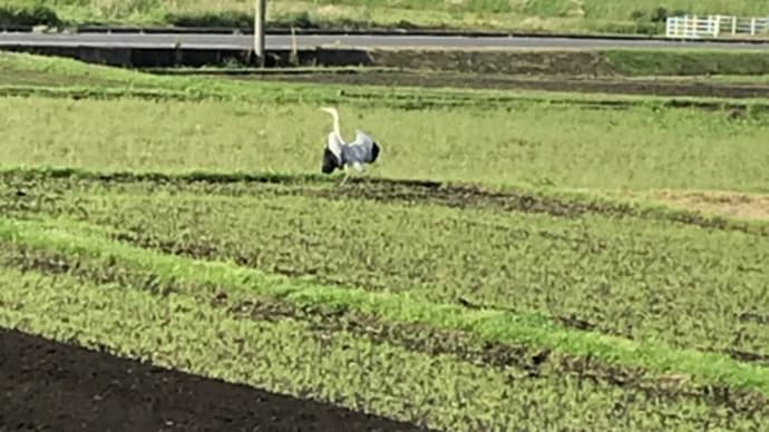 トラクター耕運とサギ・・・朝の散歩時に
