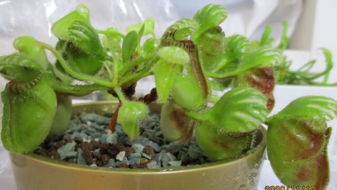 2020冬のセファロタス植替え その2