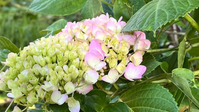 今年も我が家の庭に紫陽花が咲きました!