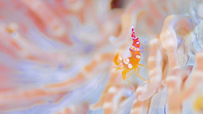 キンセンイシモチ🐠