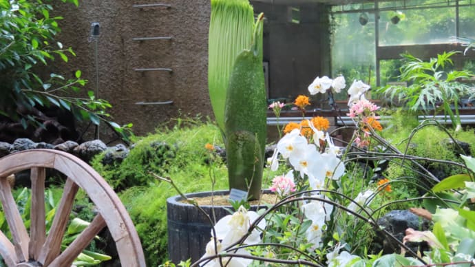 高山植物室からラン・アナナス室の花