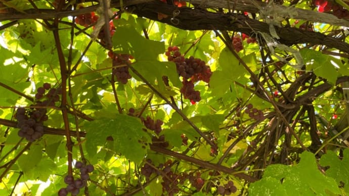 秋の収穫🍇と熊と敬老
