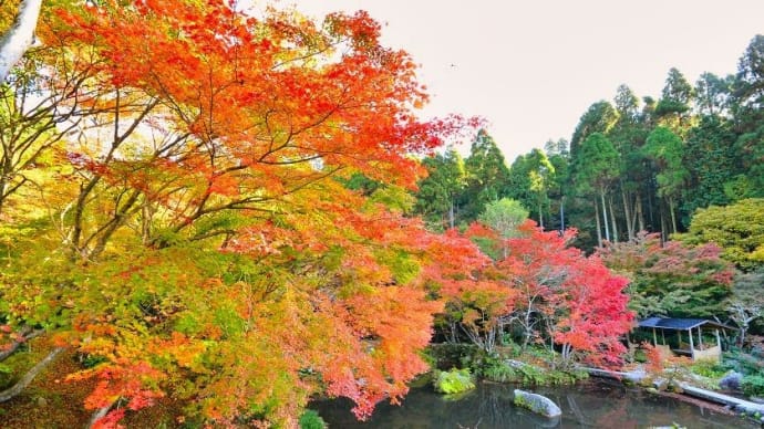 佐賀厳木・芸術環境の森　～植樹４０年　豊かな森に～　その２