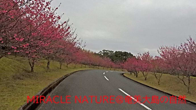 今日の桜前線は7、8分咲き