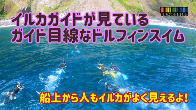 ガイド目線なドルフィンスイム