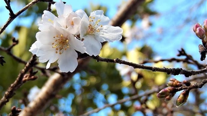 神社境内のシキザクラ（四季桜）ほか