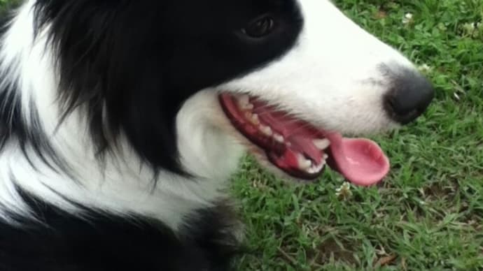 Good boy!