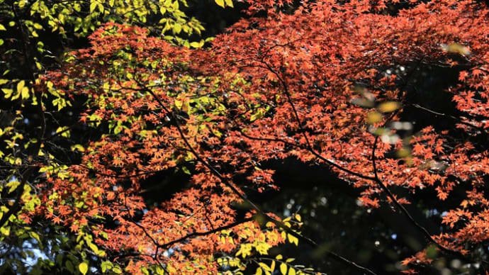新宿御苑の紅葉