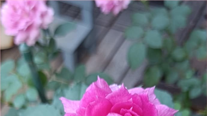 薔薇の不思議*フロックスの不思議*夏に後遺症が悪化( ̄▽ ̄;)