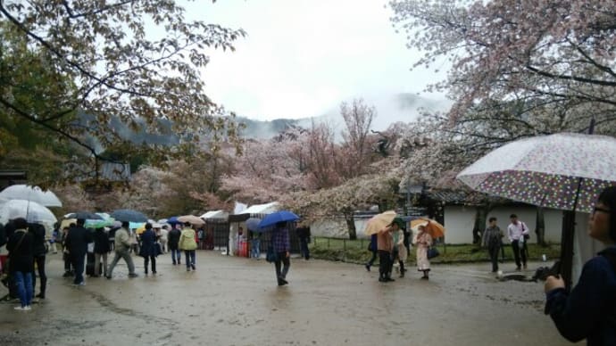 春歌下 春雨の涙