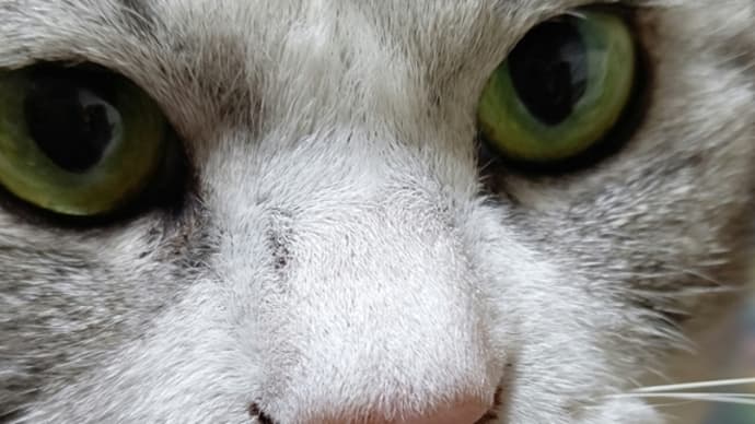 便秘猫 龍馬