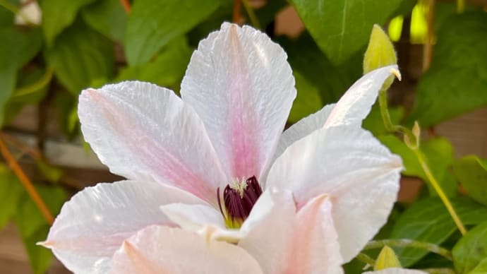 美人さん*ミクラ*パテンス系クレマチスの花後剪定と挿し木