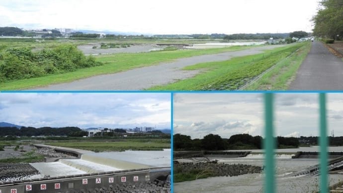 相模川磯部頭首工と取水堰に「カワウ」と「コサギ」の群れが!!