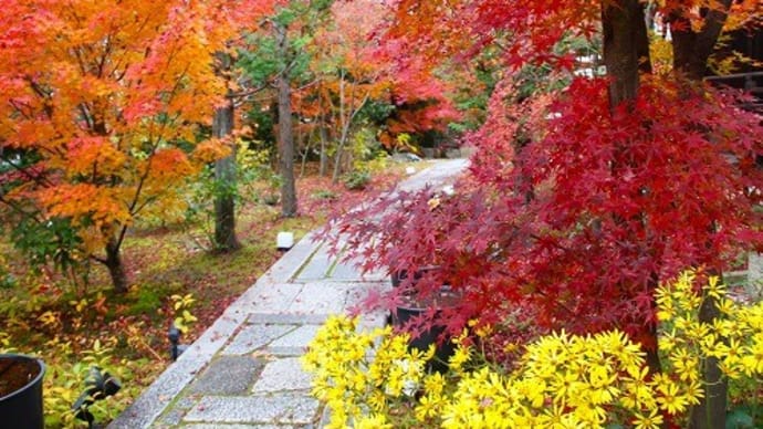 勝林寺の紅葉