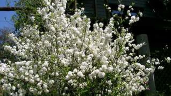 純白の庭桜…春爛漫