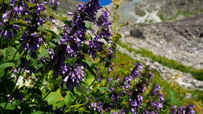 やっと、槍ヶ岳(2)| 高山植物の花々に惹かれまくり