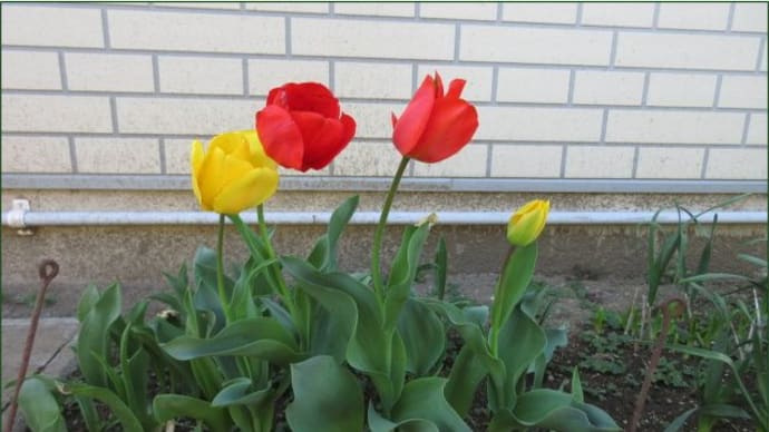 庭の花