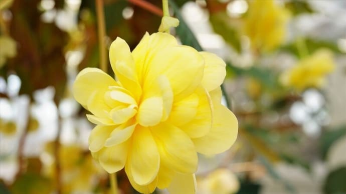 神代植物公園大温室にて・ベゴニア1