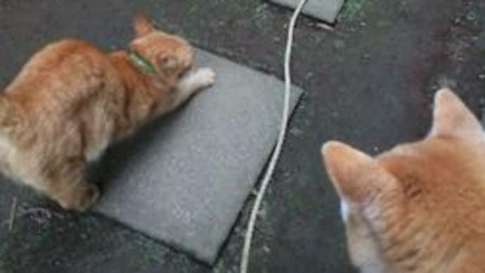 散歩も一緒に行きたい