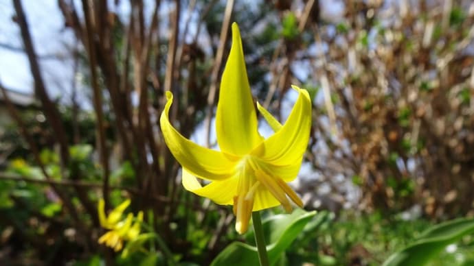 「金仙寺」の黄花カタクリ~「さやま花多来里の郷」は咲き始め