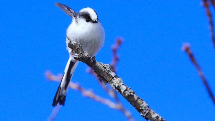 正月休みラストな鳥撮りで笑顔!!!