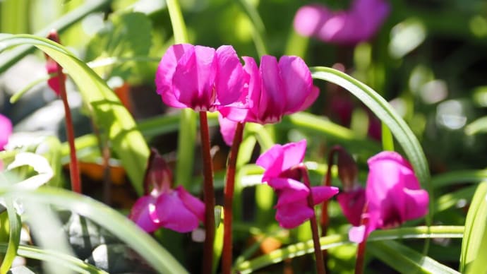 2月の終わりに京都府立植物園へ（PartⅠ）