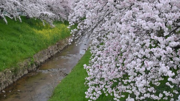 近くを散歩 佐保川の桜満開