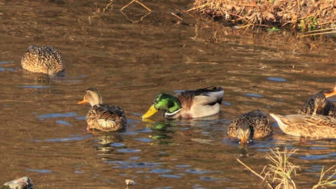 水鳥も忙(せわ)しい師走昼下がり