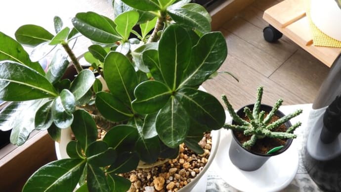 塊根植物