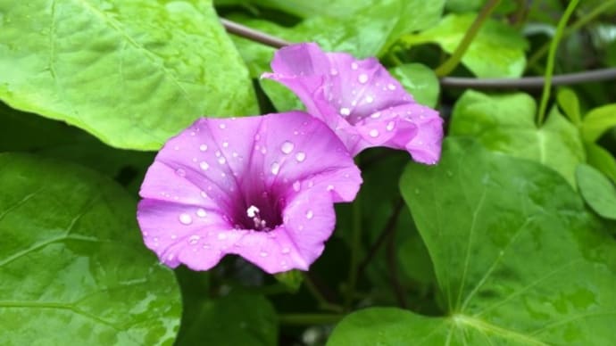 花紀行~ベニバナマメアサガオ
