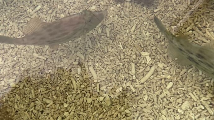 海産物直売のお知らせ