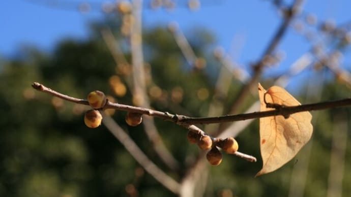 公園散歩
