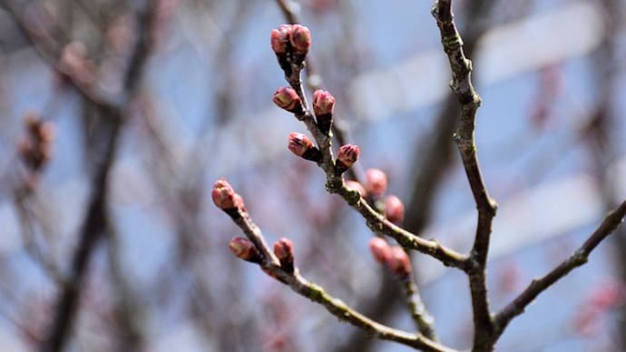 啓翁桜のつぼみ膨らむ