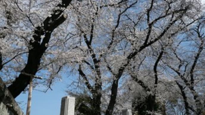 桜日記25 ⑯