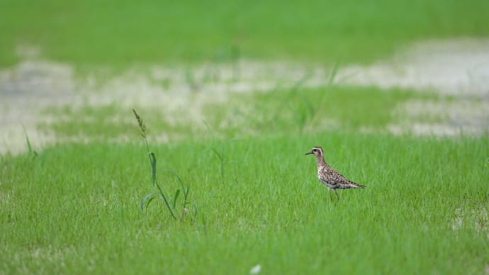 地元の田園・・・ムナグロ、タカブシギ