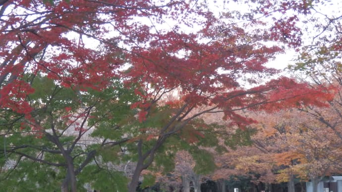 紅葉めぐり（３）：代々木公園