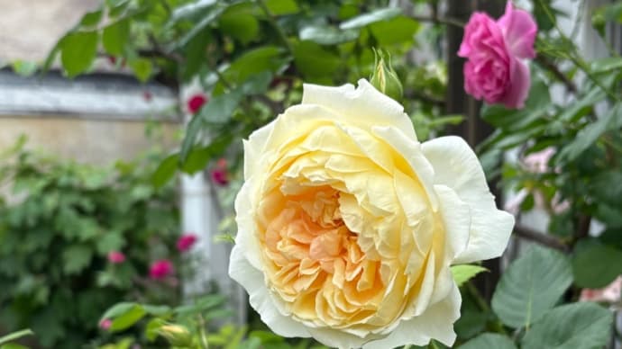 花が咲く時④ 〜花のお留守番〜