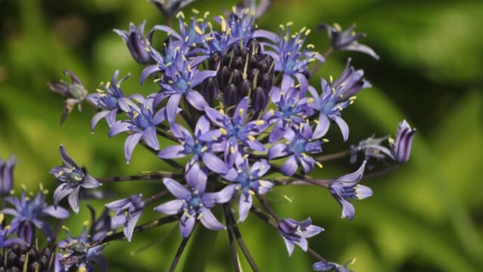 5月の花~宿根草など~その1