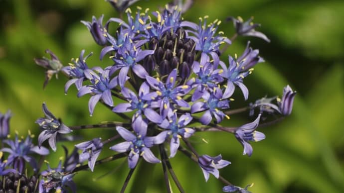 ５月の花～宿根草など～その１