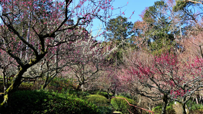 石山寺の梅 2