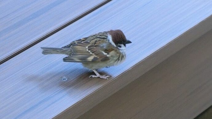 大阪ステーションシティのスズメ!
