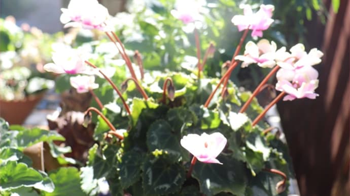 朝はハッピーに!脇役だけど素敵なの